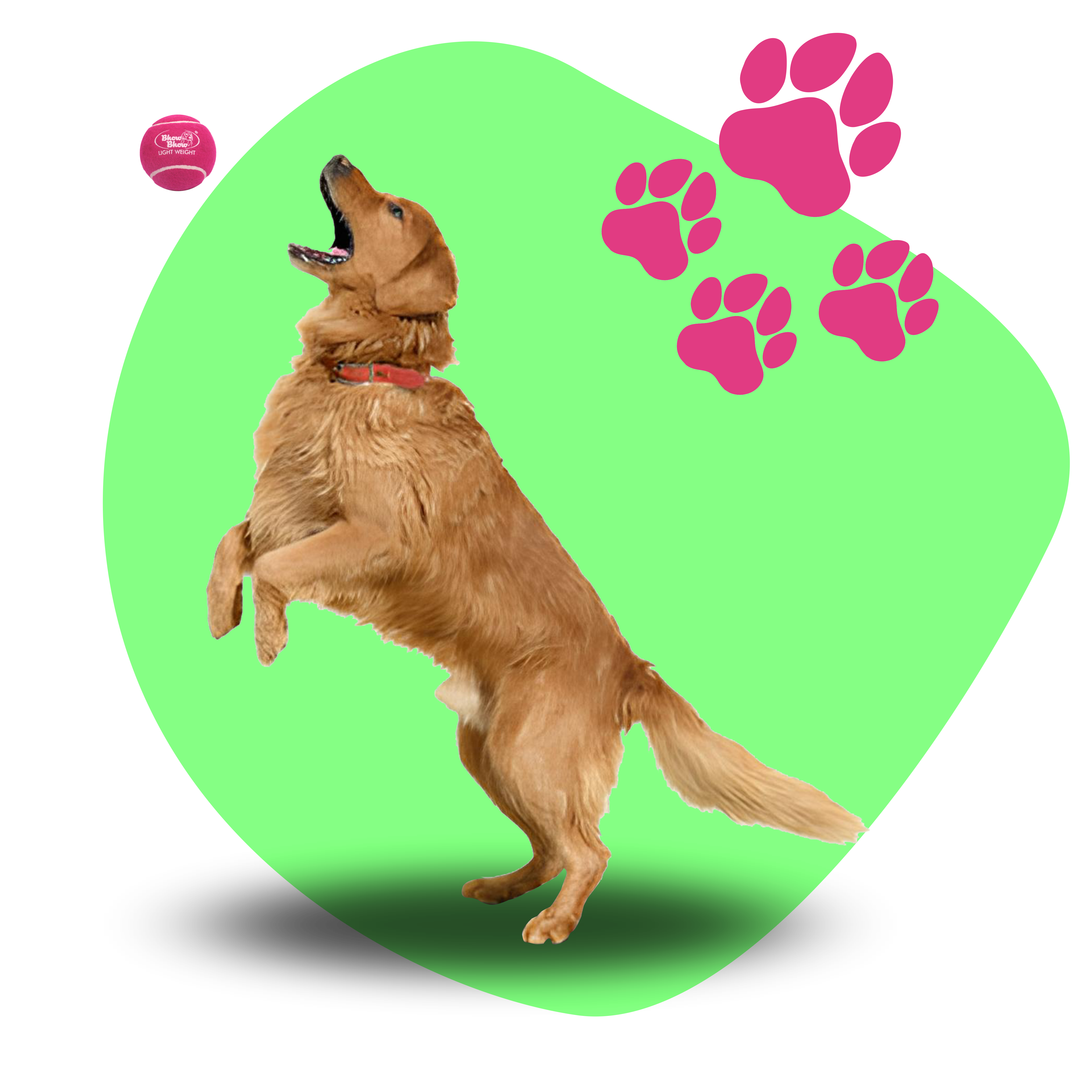 dog header 2 png